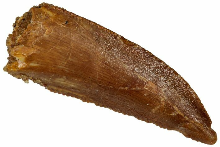 Serrated, Raptor Tooth - Real Dinosaur Tooth #296716
